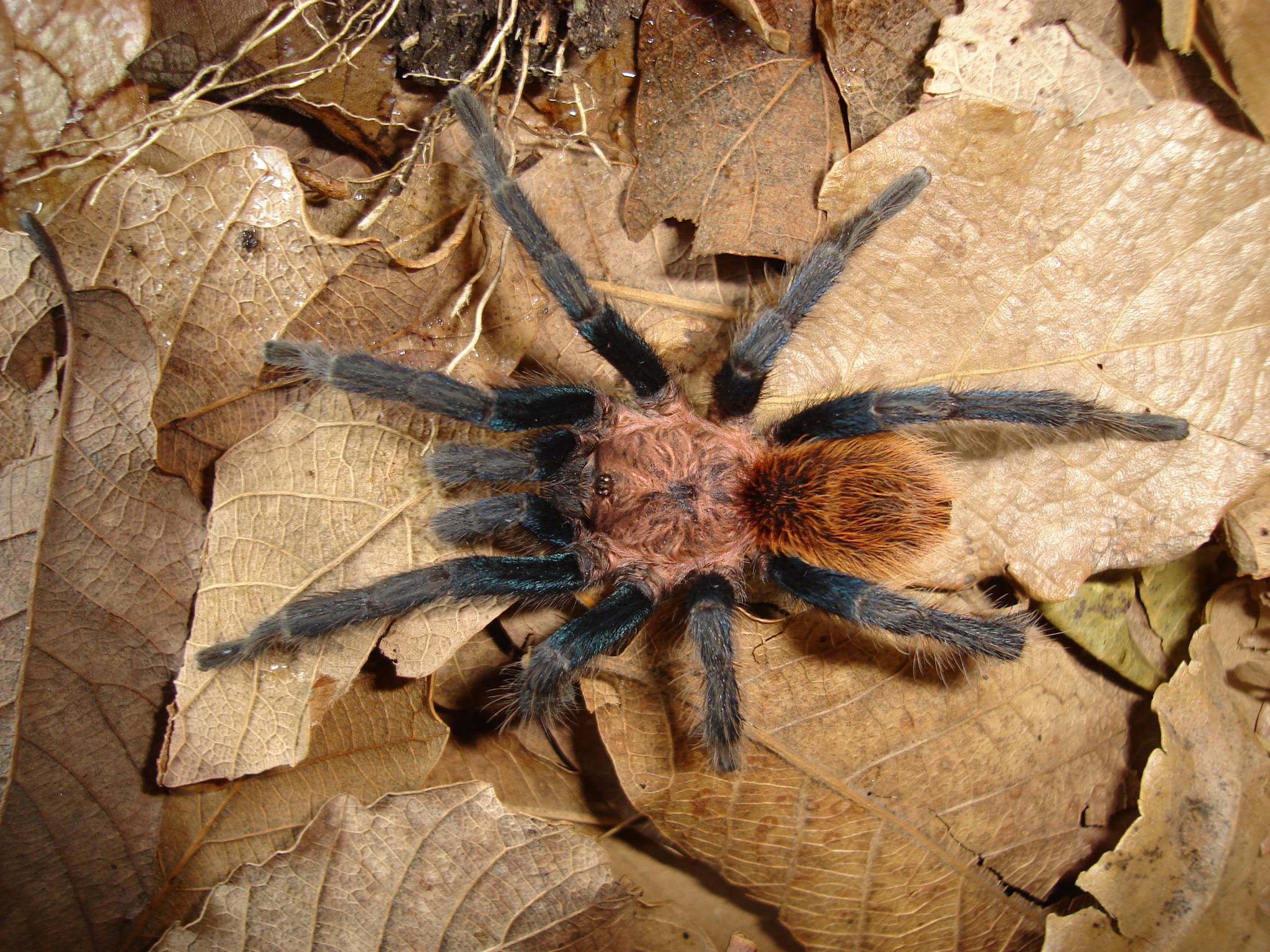 Male